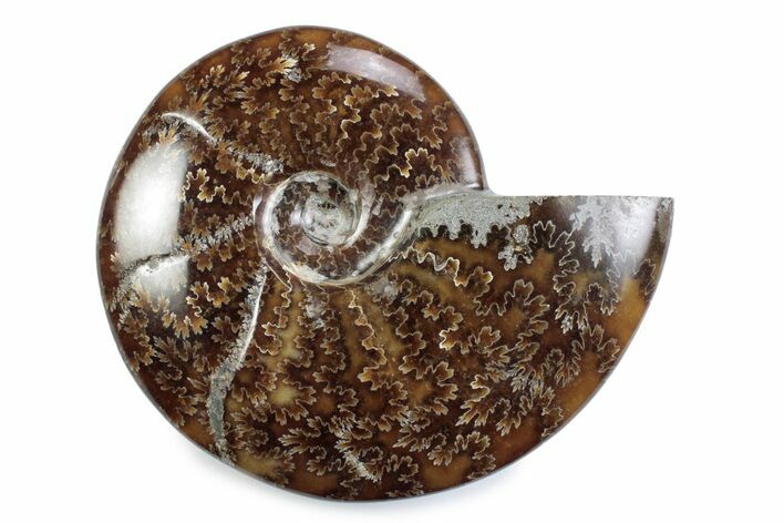 Polished Ammonite (Cleoniceras) Fossil - Madagascar #365049